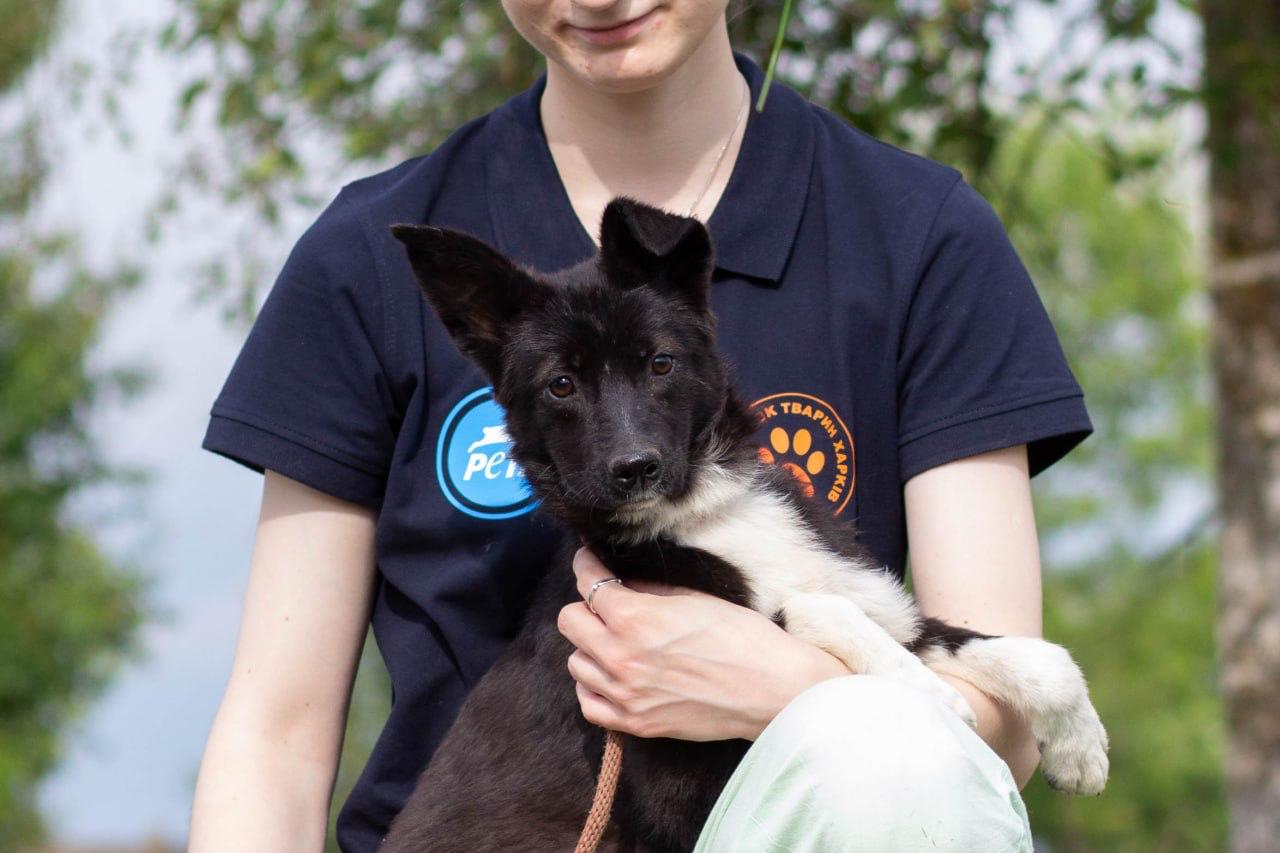 Chiens à adopter